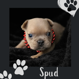 Frenchie for sale