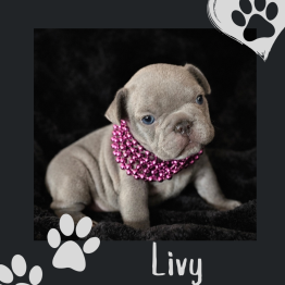 Frenchie for sale 