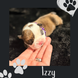 English bulldog for sale 
