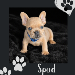 Frenchie for sale