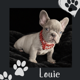 Frenchie for sale