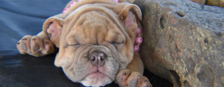 Potter S Bulldogs